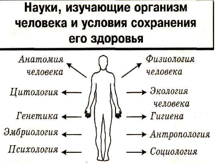 Человек какой класс. Науки изучающие организм человека. Науки о человеке схема. Организм человека изучают науки физиология анатомия. Биологические науки изучающие человека 8 класс.