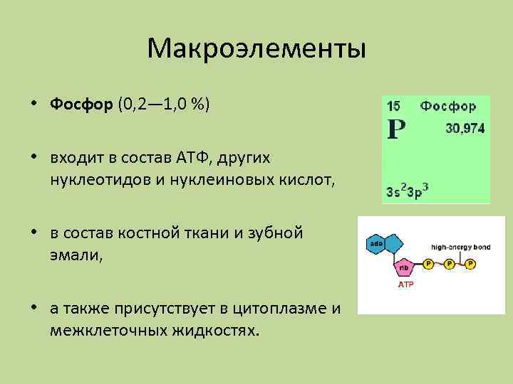 Химический состав живого