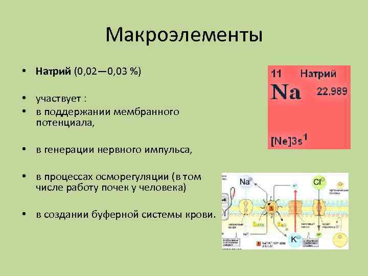 Макроэлементы • Натрий (0, 02— 0, 03 %) • участвует : • в поддержании