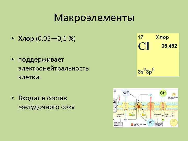 Макроэлементы • Хлор (0, 05— 0, 1 %) • поддерживает электронейтральность клетки. • Входит