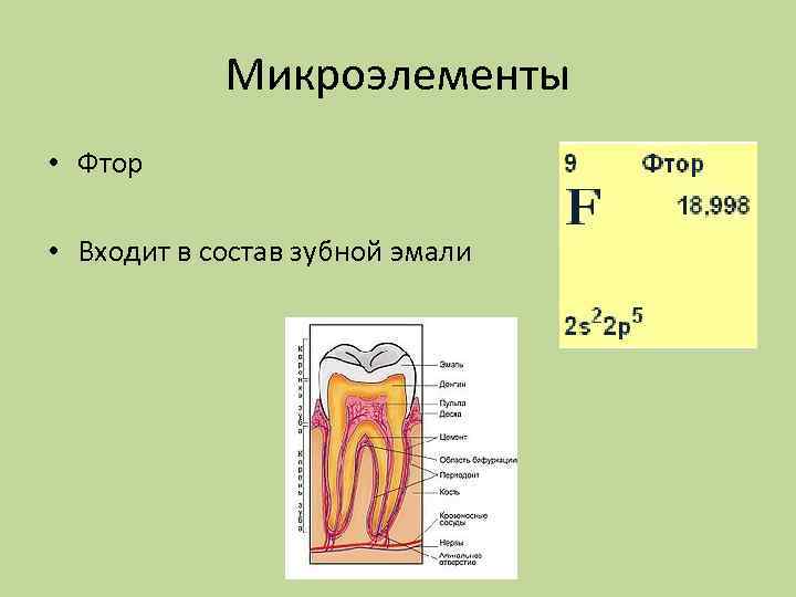 Состав зуба