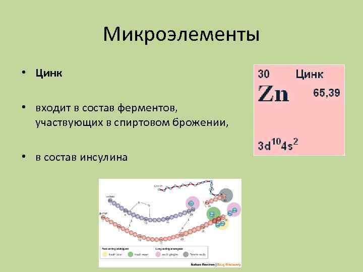 Микроэлементы • Цинк • входит в состав ферментов, участвующих в спиртовом брожении, • в