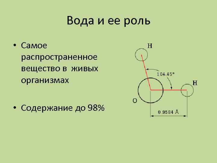 Вода и ее роль • Самое распространенное вещество в живых организмах • Содержание до