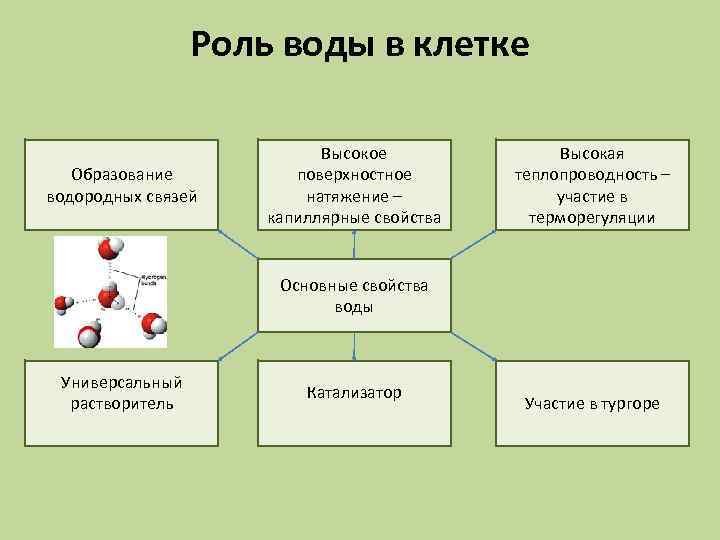 Состав роль. Роль воды в клетке. Роль воды в жизнедеятельности клетки. Роль воды в клетке биология. Химический состав клетки вода.