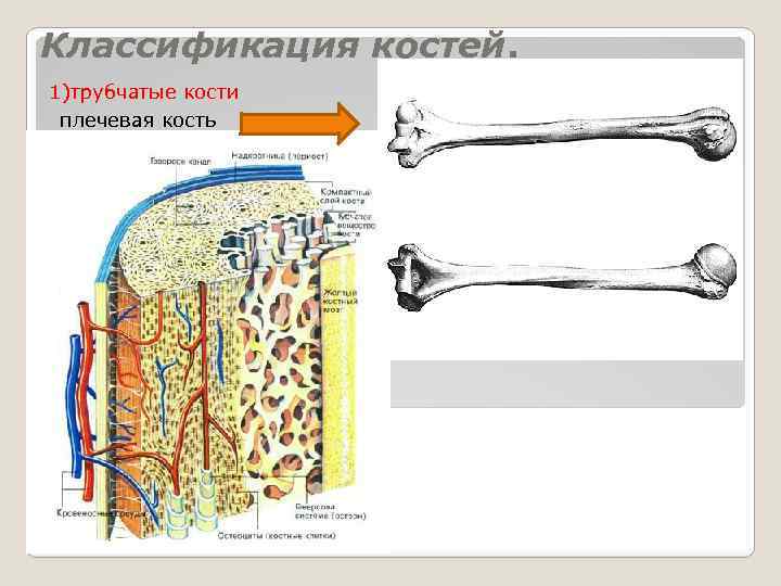 Классификация костей. 1)трубчатые кости плечевая кость 