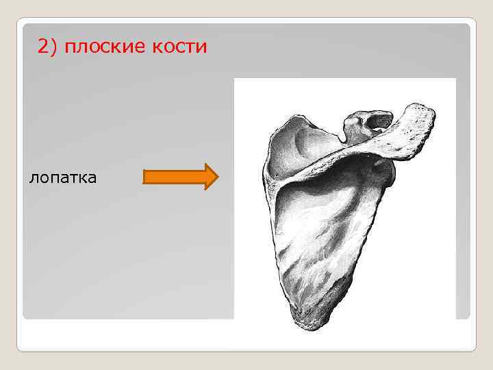 Лопатка кость