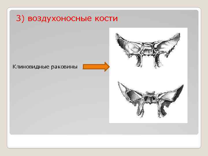 Кости имеющие воздухоносные пазухи. Пневматические воздухоносные кости черепа. Воздухоносные кости черепа строение. Воздухоносные кости смешанные кости. Воздухоносные кости строение.