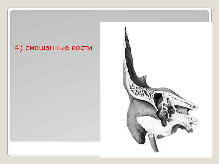 4) смешанные кости 