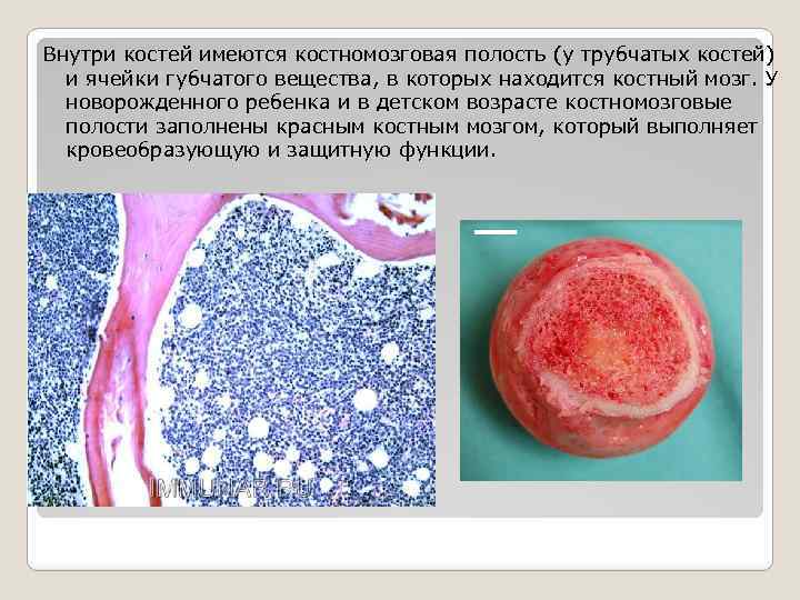 Внутри костей имеются костномозговая полость (у трубчатых костей) и ячейки губчатого вещества, в которых