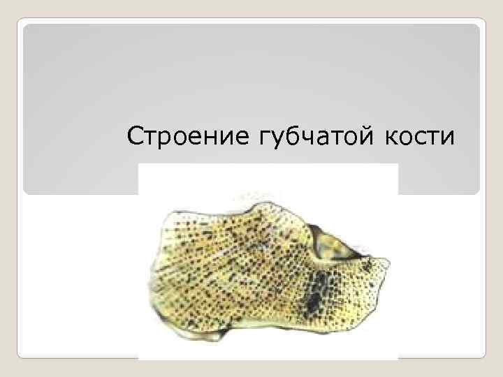 Строение губчатой кости 