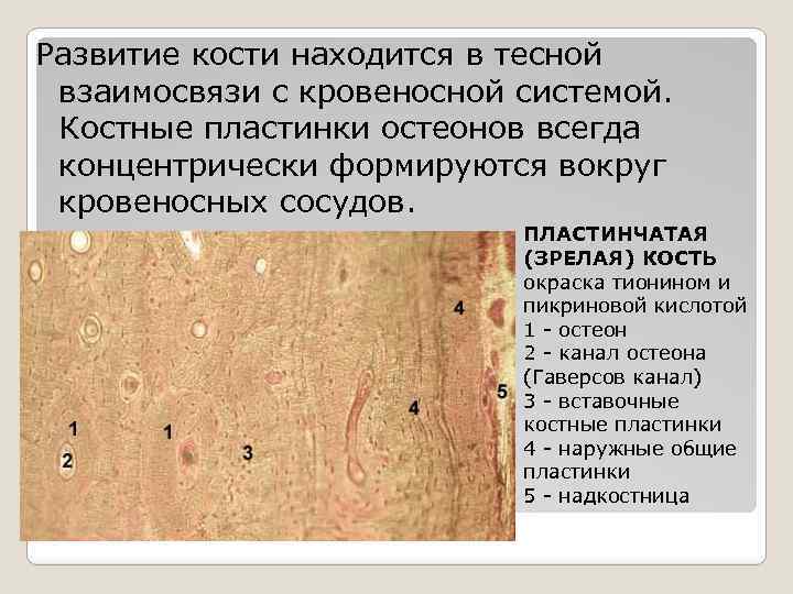 Развитие кости находится в тесной взаимосвязи с кровеносной системой. Костные пластинки остеонов всегда концентрически