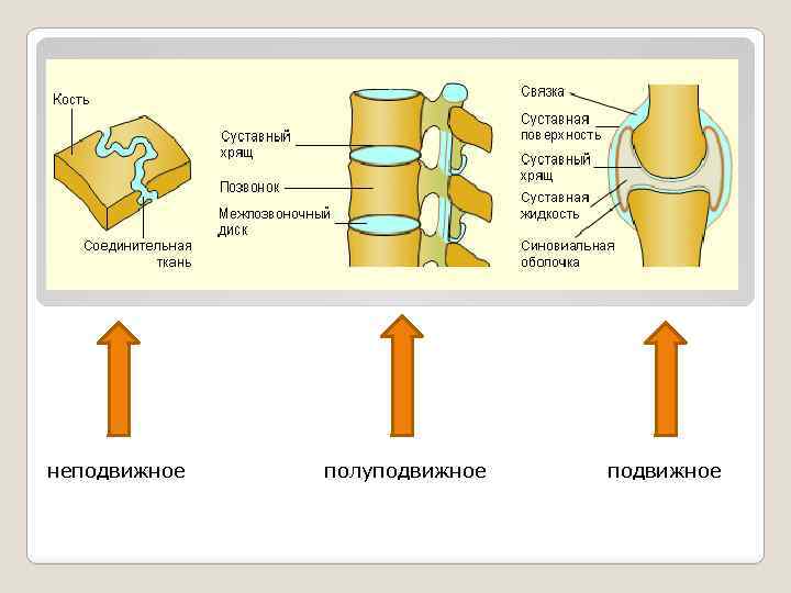 Полуподвижный шарнир