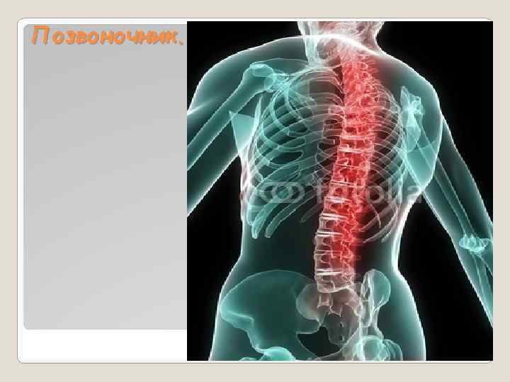 Позвоночник. 
