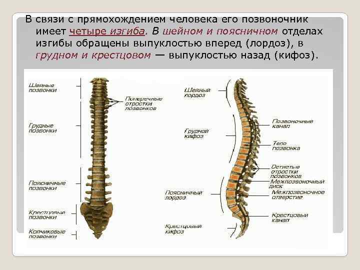 В связи с прямохождением человека его позвоночник имеет четыре изгиба. В шейном и поясничном