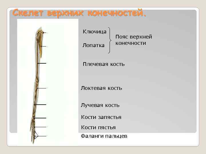 Скелет верхних конечностей. Ключица Лопатка Пояс верхней конечности Плечевая кость Локтевая кость Лучевая кость