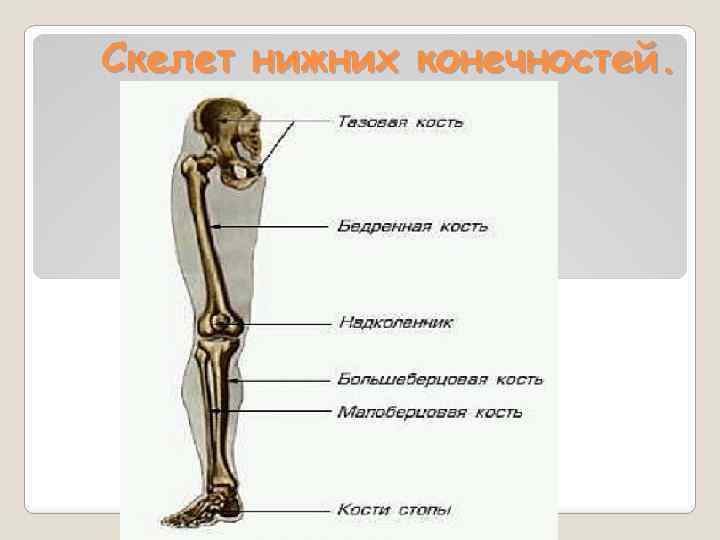 Скелет нижней конечности биология 8 класс. Самая крупная кость свободных конечностей