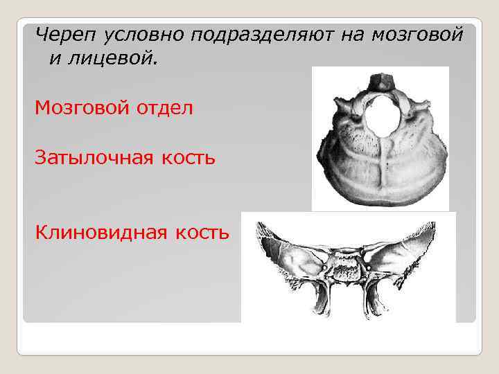 Череп условно подразделяют на мозговой и лицевой. Мозговой отдел Затылочная кость Клиновидная кость 