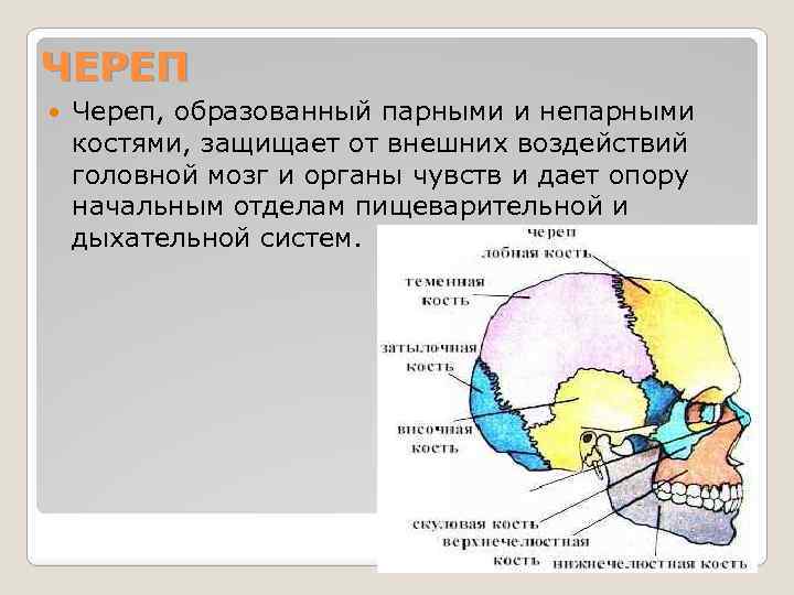 Парные кости мозгового отдела черепа человека относится. Парные и непарные кости черепа. Кости мозгового черепа парные и непарные. Непарные кости черепа. Непарные кости мозгового отдела черепа человека.