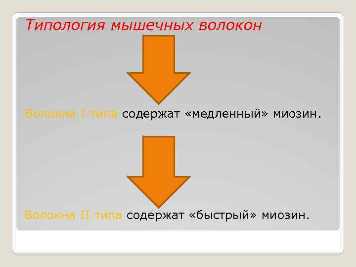 Типология мышечных волокон Волокна I типа содержат «медленный» миозин. Волокна II типа содержат «быстрый»