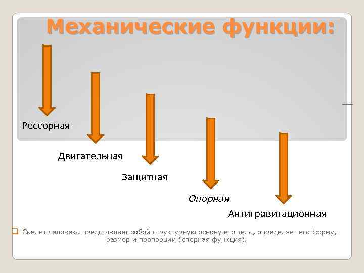 Опорная и защитная функция