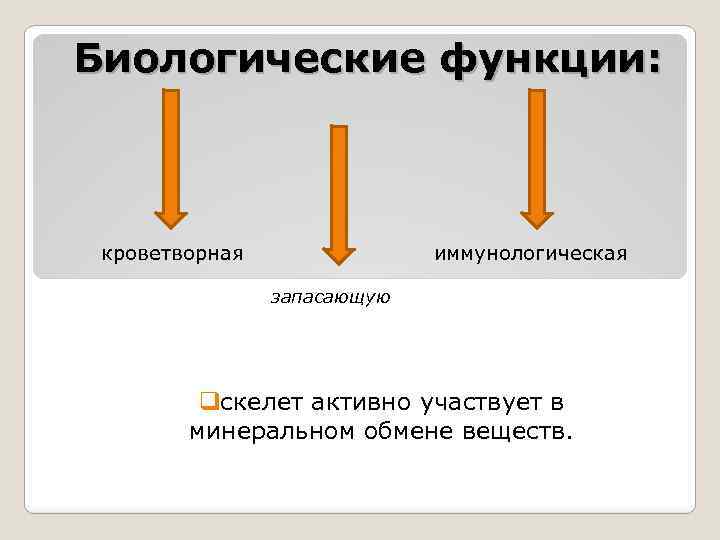 Биологические функции: кроветворная иммунологическая запасающую qскелет активно участвует в минеральном обмене веществ. 