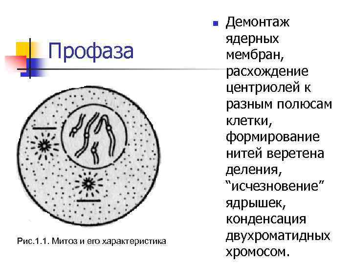 Центриоли хромосом. Ахроматиновое Веретено деления. Расхождение центриолей к полюсам клетки. Профаза характеристика. В профазе митоза формируются ядерные оболочки.