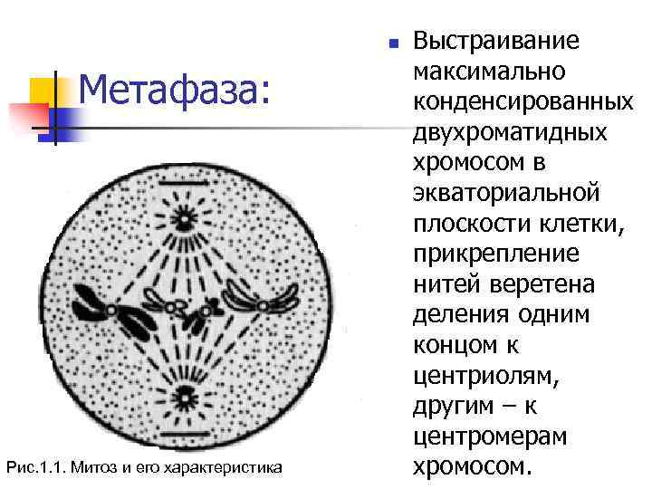 Метафаза 1 хромосомы. Прометафаза метафаза Веретено деления. Метафаза схематическое изображение. Характеристика метафазы митоза. Метафаза 1 описание.