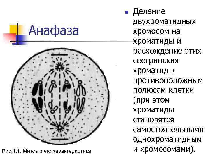 Расхождение хроматид к полюсам клетки