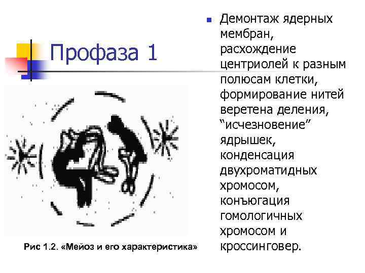 n Профаза 1 Рис 1. 2. «Мейоз и его характеристика» Демонтаж ядерных мембран, расхождение