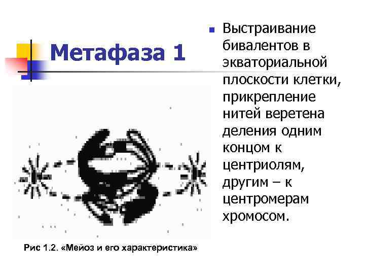 n Метафаза 1 Рис 1. 2. «Мейоз и его характеристика» Выстраивание бивалентов в экваториальной