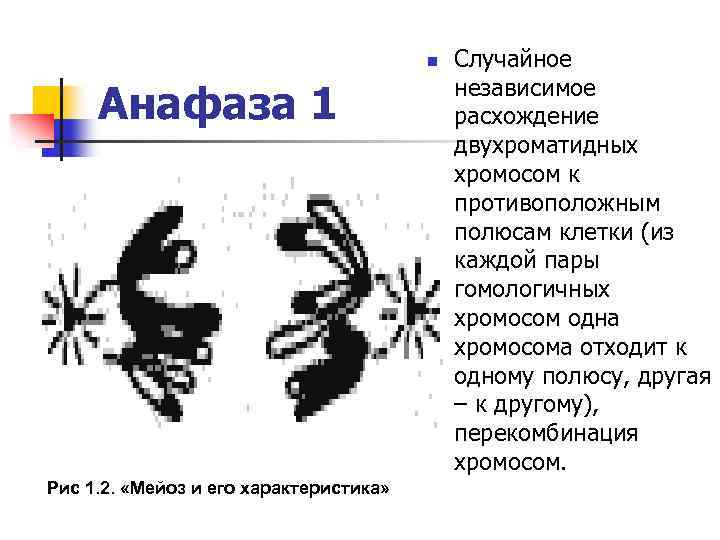 n Анафаза 1 Рис 1. 2. «Мейоз и его характеристика» Случайное независимое расхождение двухроматидных