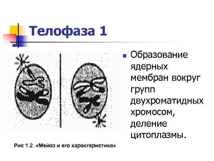 Телофаза 1 n Рис 1. 2. «Мейоз и его характеристика» Образование ядерных мембран вокруг