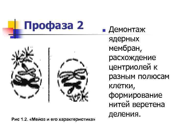 Профаза центриоли. Профаза 1 характеристика.