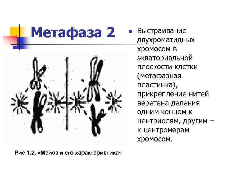 Двухроматидные хромосомы. Метафаза мейоза 2. Метафаза 2 мейоза процессы. Метафаза 1 и метафаза 2. Мейоз 2 метафаза 2.