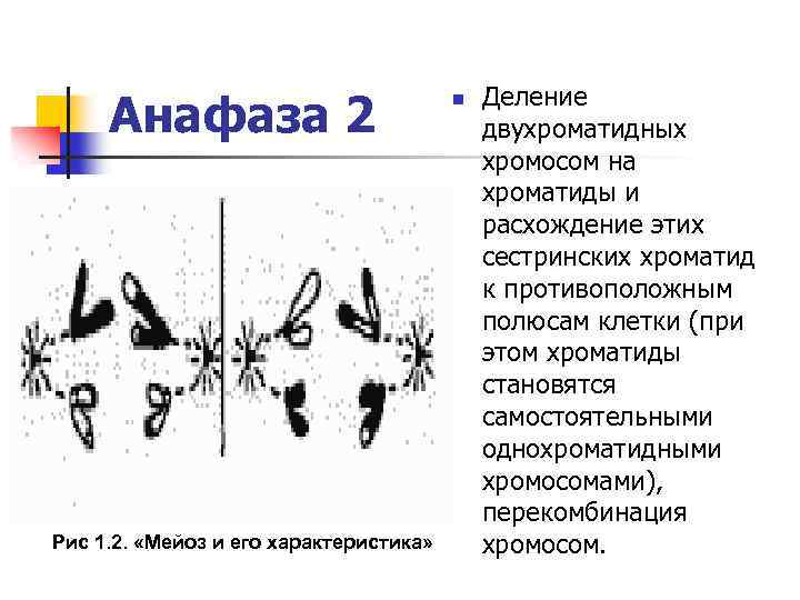 Расхождение хромосом происходит в