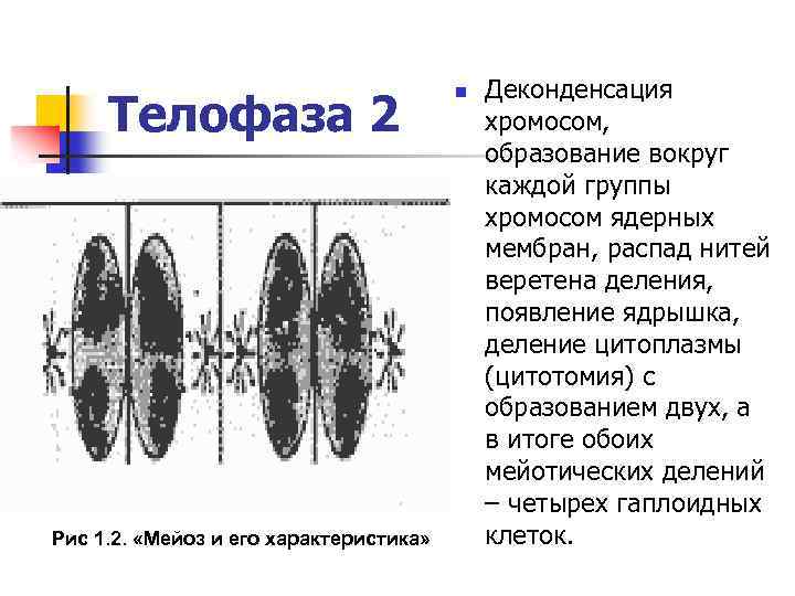 Телофаза 2 Рис 1. 2. «Мейоз и его характеристика» n Деконденсация хромосом, образование вокруг