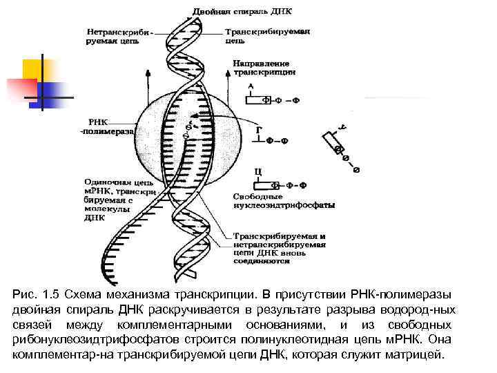 Рис. 1. 5 Схема механизма транскрипции. В присутствии РНК полимеразы двойная спираль ДНК раскручивается