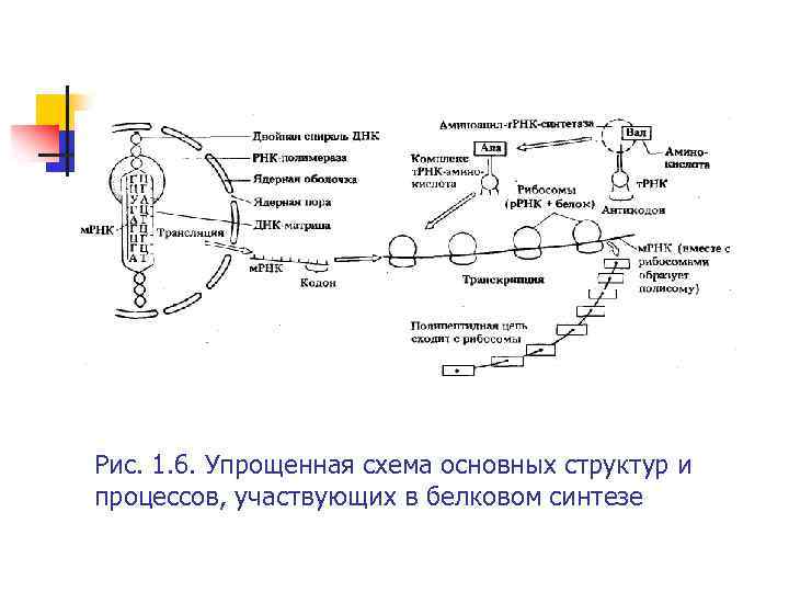 Рис. 1. 6. Упрощенная схема основных структур и процессов, участвующих в белковом синтезе 