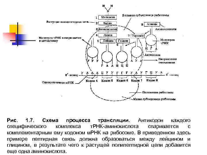 Рис. 1. 7. Схема процесса трансляции. Антикодон каждого специфического комплекса т. РНК аминокислота спаривается