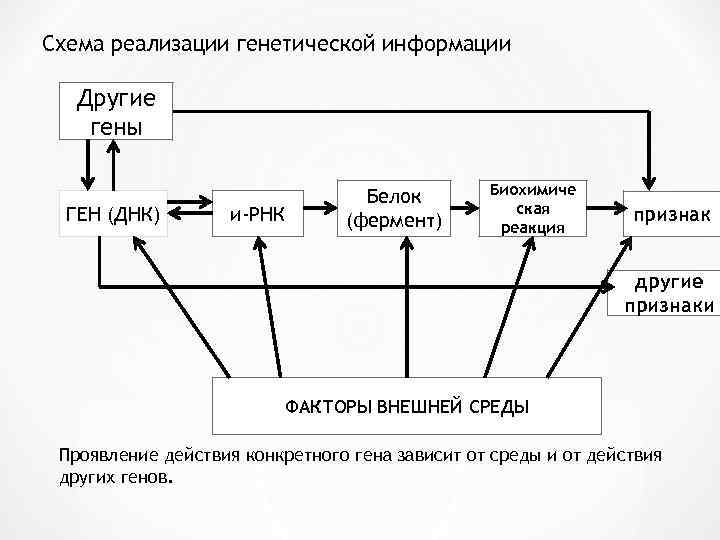 Схема расшифровка генетической информации