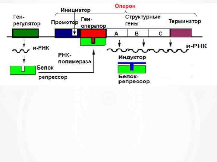 Структура оперона прокариот. Структурные гены оперона. Модель строения оперона.