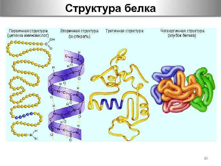 Структура белка 85 