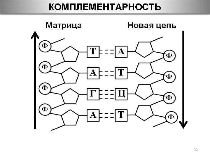 КОМПЛЕМЕНТАРНОСТЬ 92 