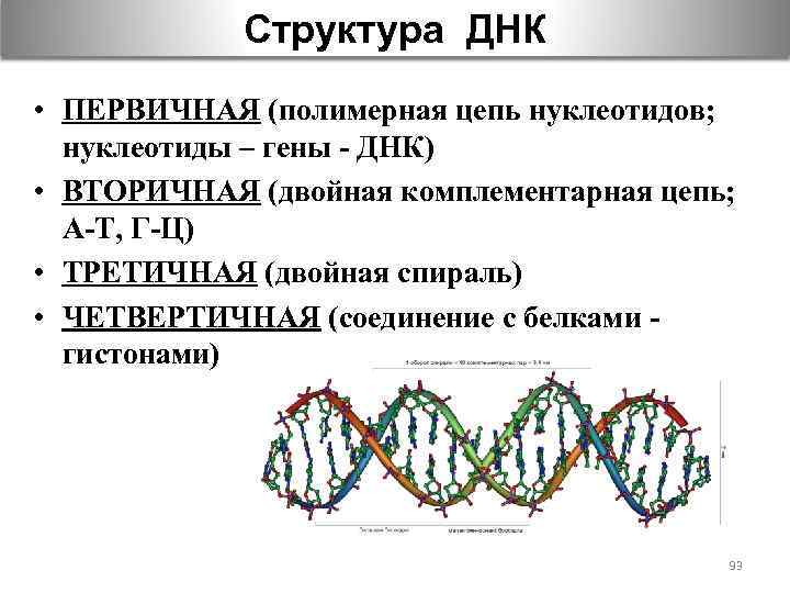 Третичная и четвертичная структура днк