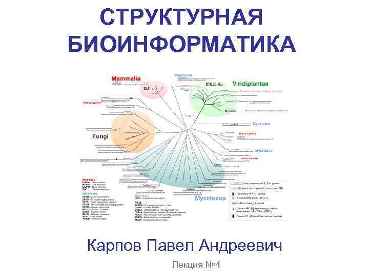 СТРУКТУРНАЯ БИОИНФОРМАТИКА Карпов Павел Андреевич Лекция № 4 