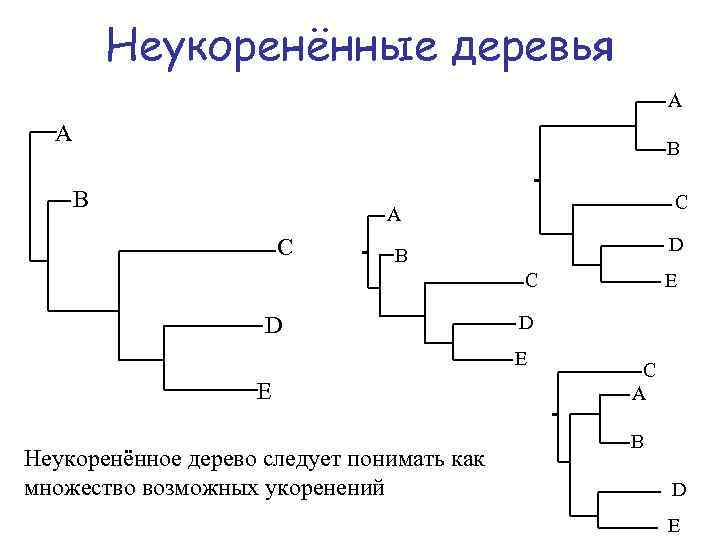 Неукоренённые деревья A A B B C A C D B C D D