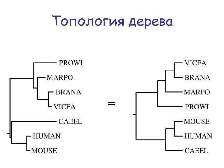 Топология дерева = 