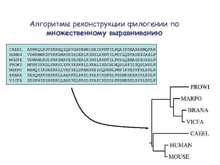 Алгоритмы реконструкции филогении по множественному выравниванию CAEEL HUMAN MOUSE PROWI MARPO BRANA VICFA ASWRQLRDVKRREQIQEVGADRMRLKAIKFNTILPQAIRDEAAEKMQKAR