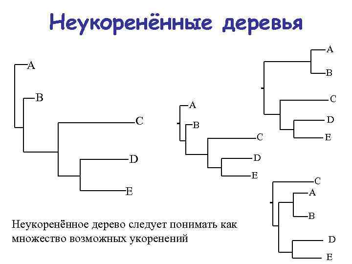 Неукоренённые деревья A A B B C A C D B C D D