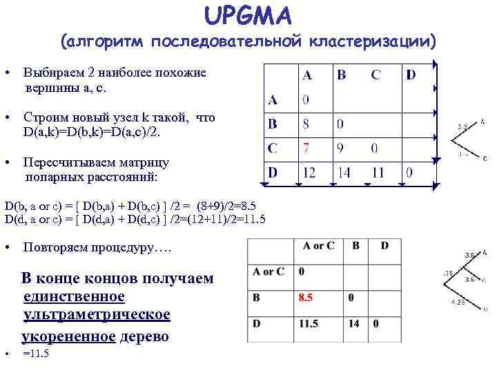 UPGMA (алгоритм последовательной кластеризации) • Выбираем 2 наиболее похожие вершины a, c. • Строим